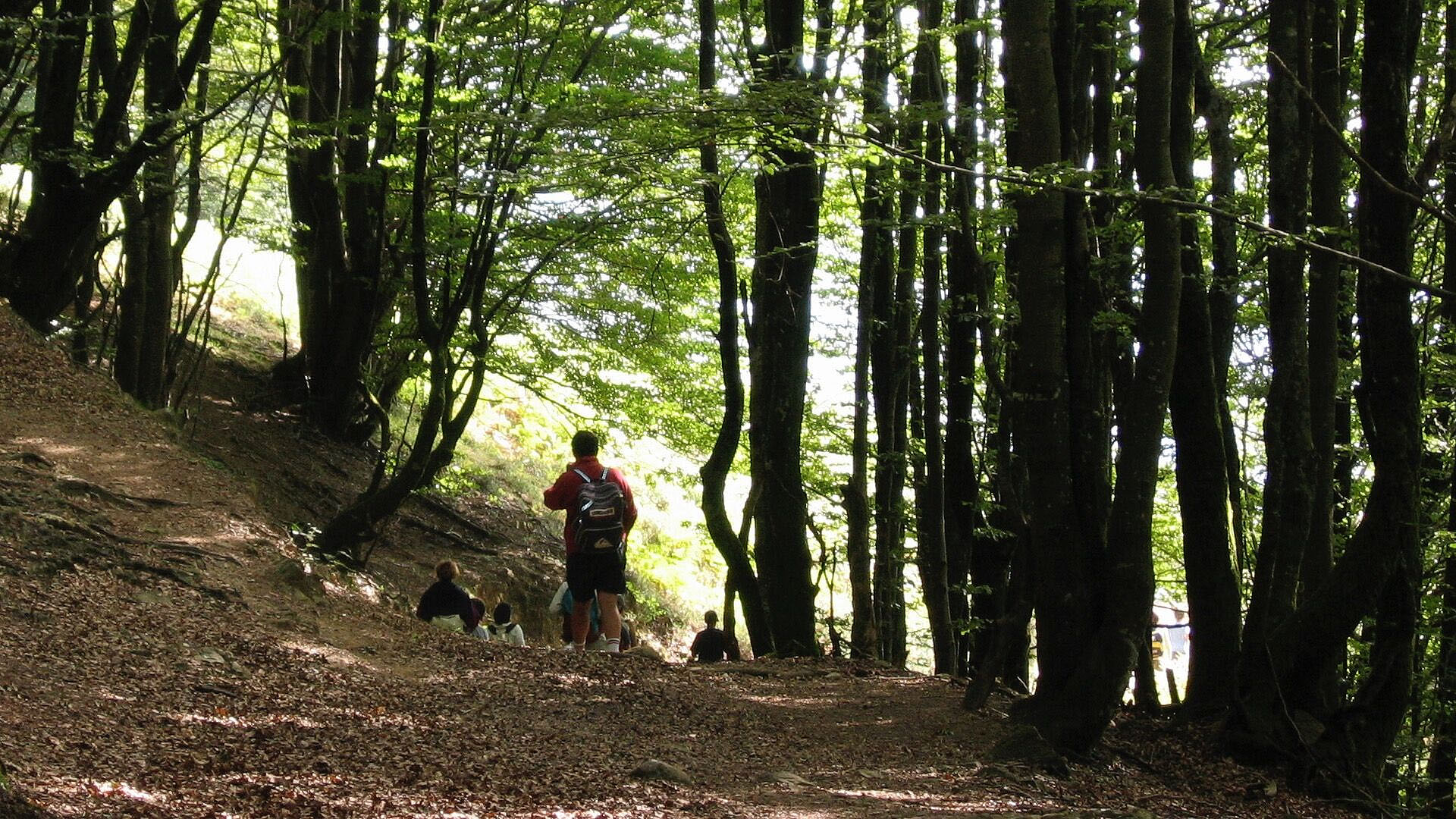 Senderismo por los bosques vascos, rutas desde Otxandio